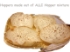 Picture of ALLI Hopper Mixture (White Rice) - 400G