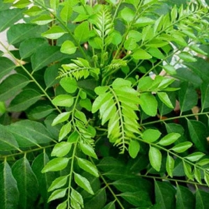 Picture of Curry Leaves (Karapincha) DEHYDRATED